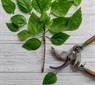 Nuove modalità di conferimento sfalci e potature
