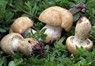 Tesserini per la raccolta dei funghi
