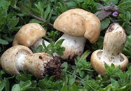 Tesserini per la raccolta dei funghi